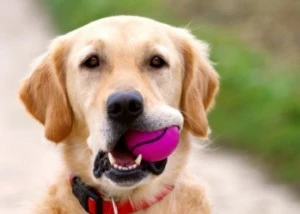 dog_iStock