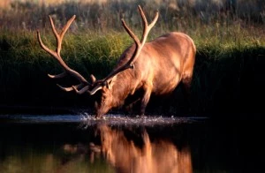 Elk_IngramPublishing