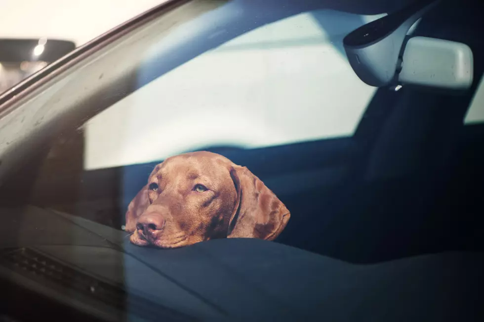 Yes, It Is Illegal In Idaho To Leave A Dog In A Hot Car