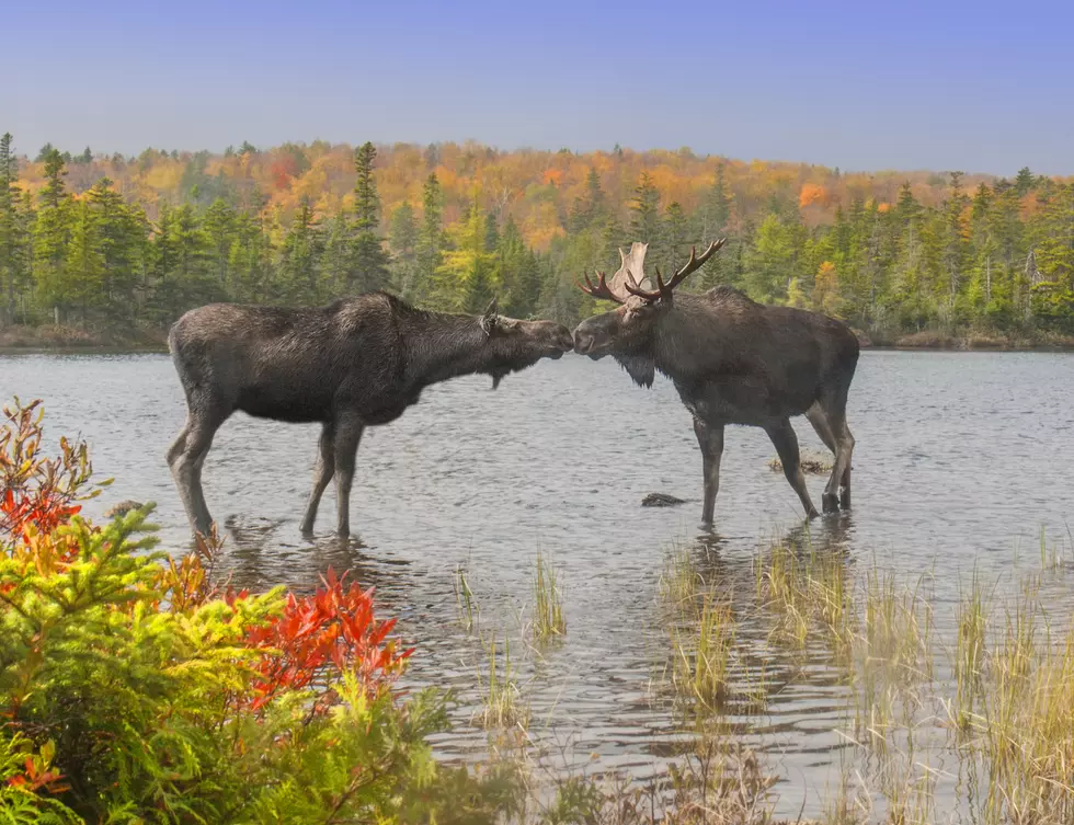 Moose Smooch