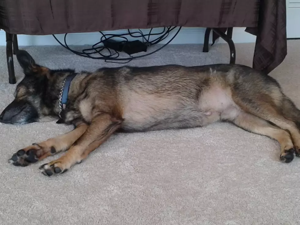 Does Your Dog Actually Love You?
