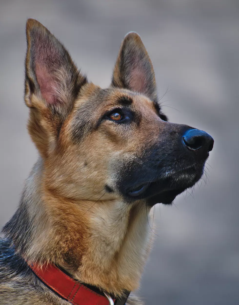 Police Dog Helps Take Down Suspected Boise Bank Robber