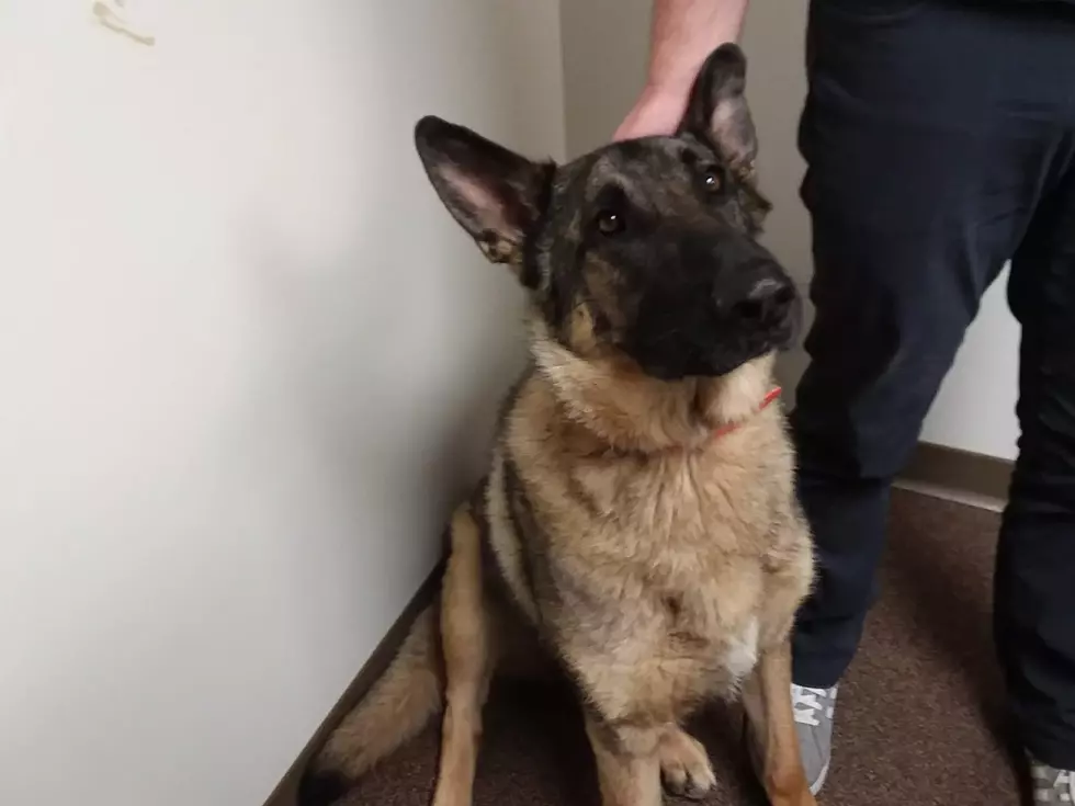 This is Where Idaho Ranks for Dog Ownership