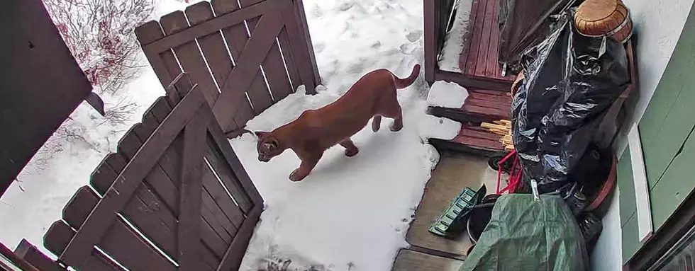 Idaho Fish and Game Allows Two Mountain Lions to Wander