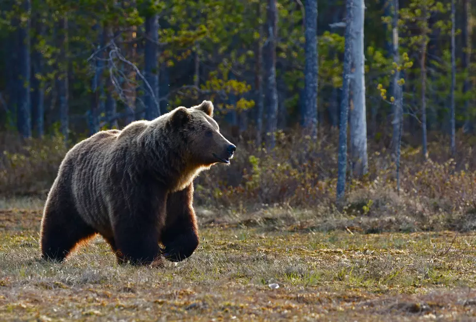 Yellowstone Wolf Bites a Bear Booty in Battle Over Food